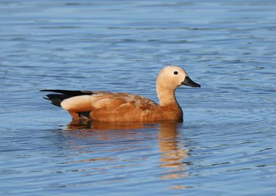 Casarca - Ruddy Shelduck
