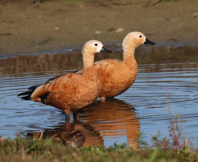 Casarca's - Ruddy Shelducks