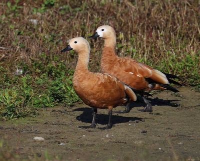 Casarca's - Ruddy Shelducks