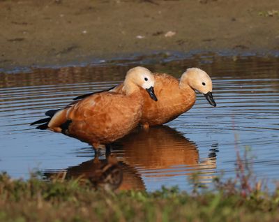 Casarca's - Ruddy Shelducks