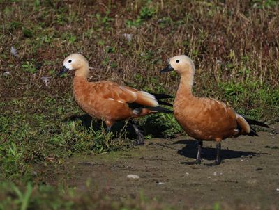 Casarca's - Ruddy Shelducks