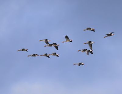 Grauwe Ganzen - Greylag Geese