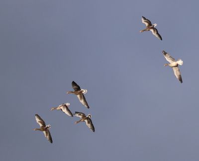 Grauwe Ganzen - Greylag Geese