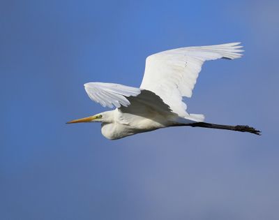 Grote Zilverreiger - Great Egret