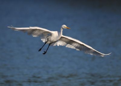 Grote Zilverreiger - Great Egret