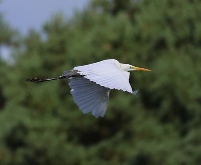 Grote Zilverreiger - Great Egret
