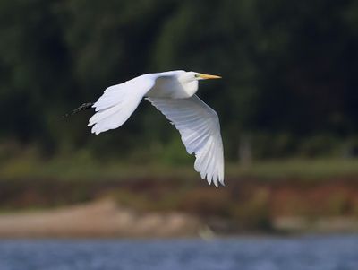 Grote Zilverreiger - Great Egret