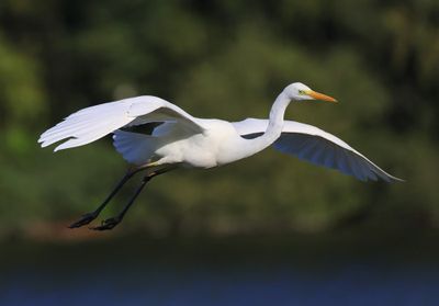 Grote Zilverreiger - Great Egret