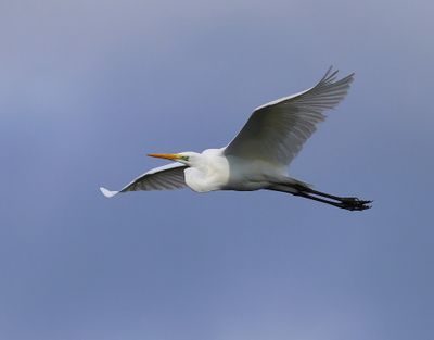 Grote Zilverreiger - Great Egret