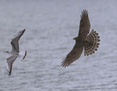 Havik - Northern Goshawk
