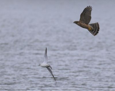 Havik - Northern Goshawk
