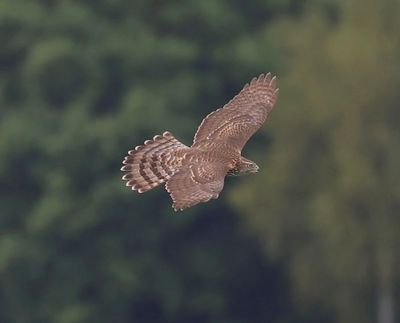 Havik - Northern Goshawk