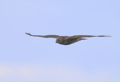 Havik - Northern Goshawk