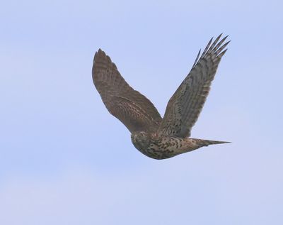 Havik - Northern Goshawk