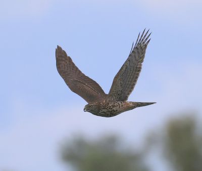 Havik - Northern Goshawk