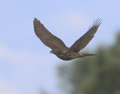 Havik - Northern Goshawk