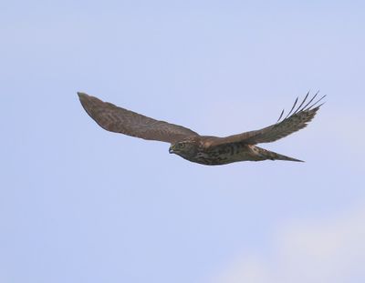 Havik - Northern Goshawk