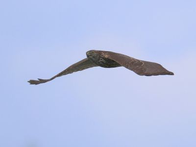 Havik - Northern Goshawk