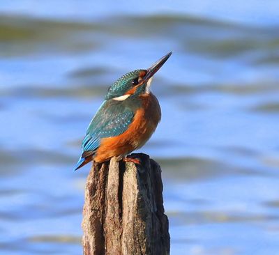 IJsvogel - Common Kingfisher