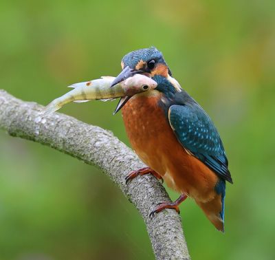 IJsvogel - Common Kingfisher