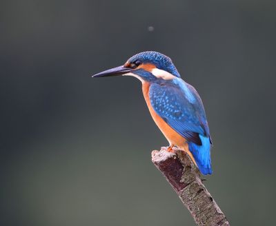 IJsvogel - Common Kingfisher