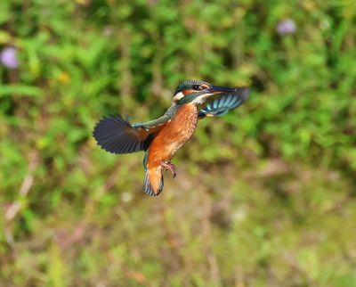 IJsvogel - Common Kingfisher