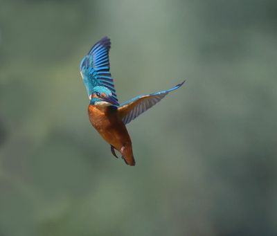 IJsvogel - Common Kingfisher