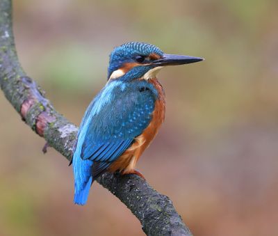 IJsvogel - Common Kingfisher