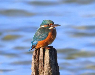 IJsvogel - Common Kingfisher