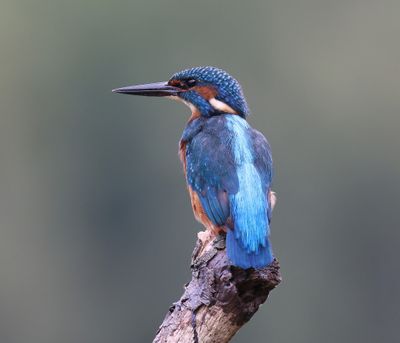 IJsvogel - Common Kingfisher