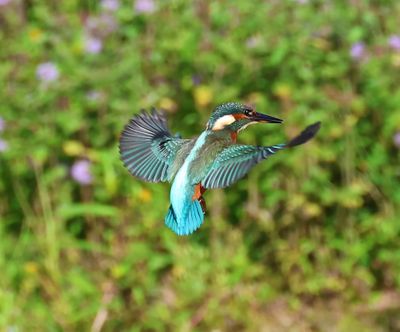IJsvogel - Common Kingfisher