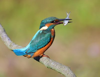IJsvogel - Common Kingfisher