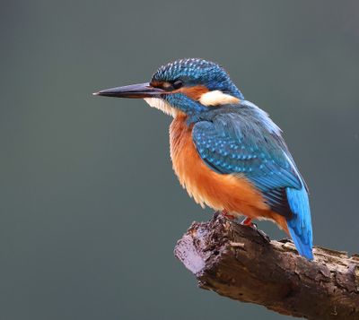 IJsvogel - Common Kingfisher