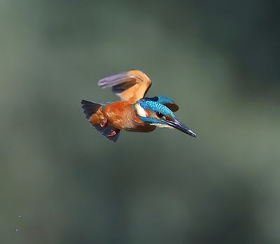 IJsvogel - Common Kingfisher