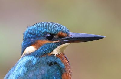 IJsvogel - Common Kingfisher