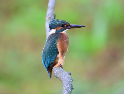 IJsvogel - Common Kingfisher