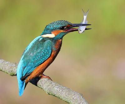 IJsvogel - Common Kingfisher