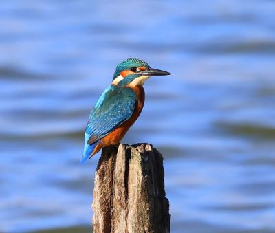 IJsvogel - Common Kingfisher