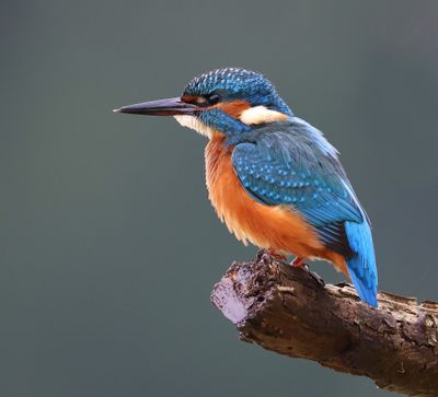 IJsvogel - Common Kingfisher