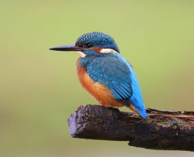 IJsvogel - Common Kingfisher
