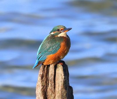 IJsvogel - Common Kingfisher