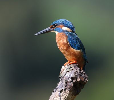 IJsvogel - Common Kingfisher