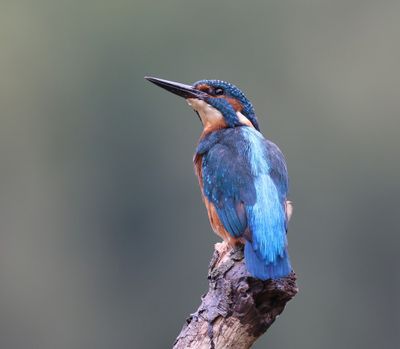 IJsvogel - Common Kingfisher