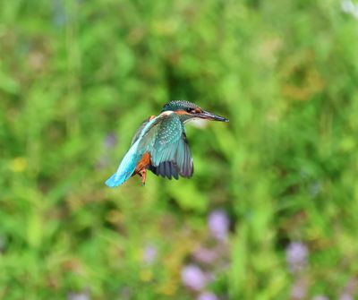 IJsvogel - Common Kingfisher