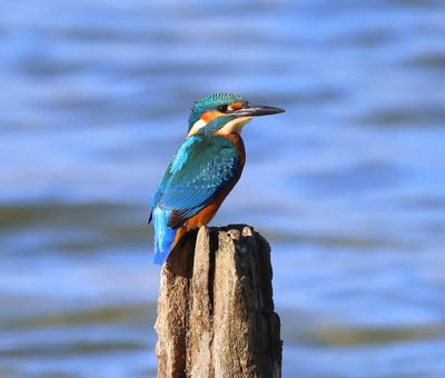IJsvogel - Common Kingfisher
