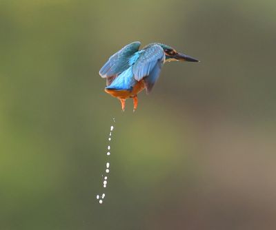 IJsvogel - Common Kingfisher