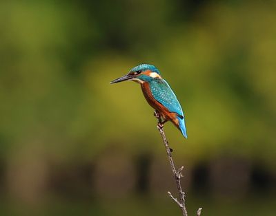 IJsvogel - Common Kingfisher