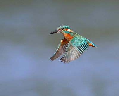 IJsvogel - Common Kingfisher