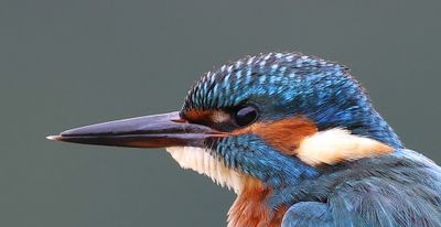 IJsvogel - Common Kingfisher