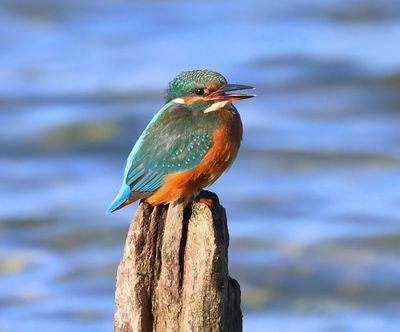 IJsvogel - Common Kingfisher